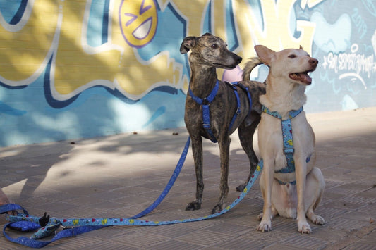 Correa Multiposición Flower Moon