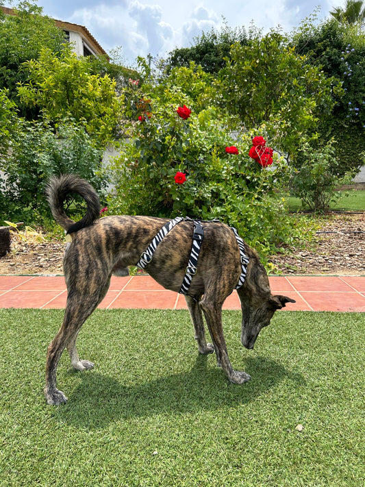 Arnés Antiescape Cebra