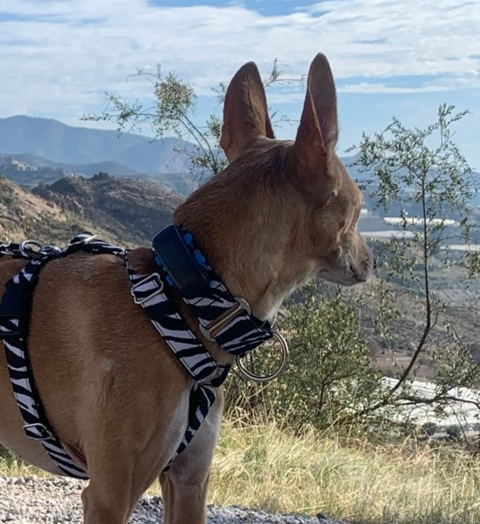 Tira para GPS Collar Martingale