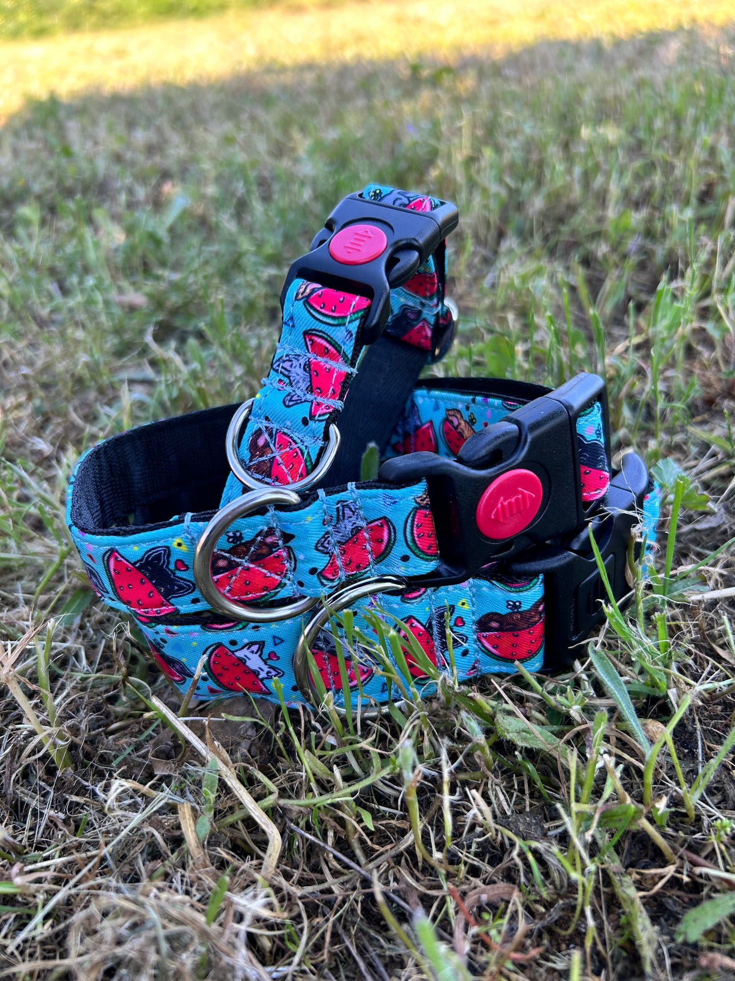 Collar Click Watermelon