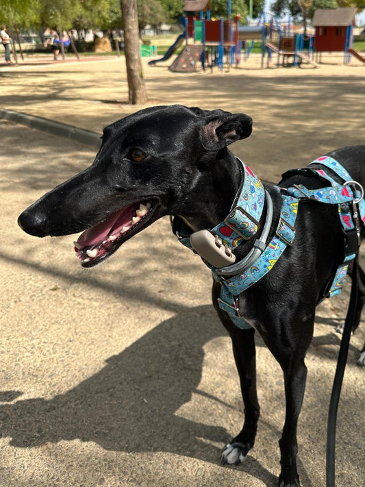 Tira para GPS Collar Martingale
