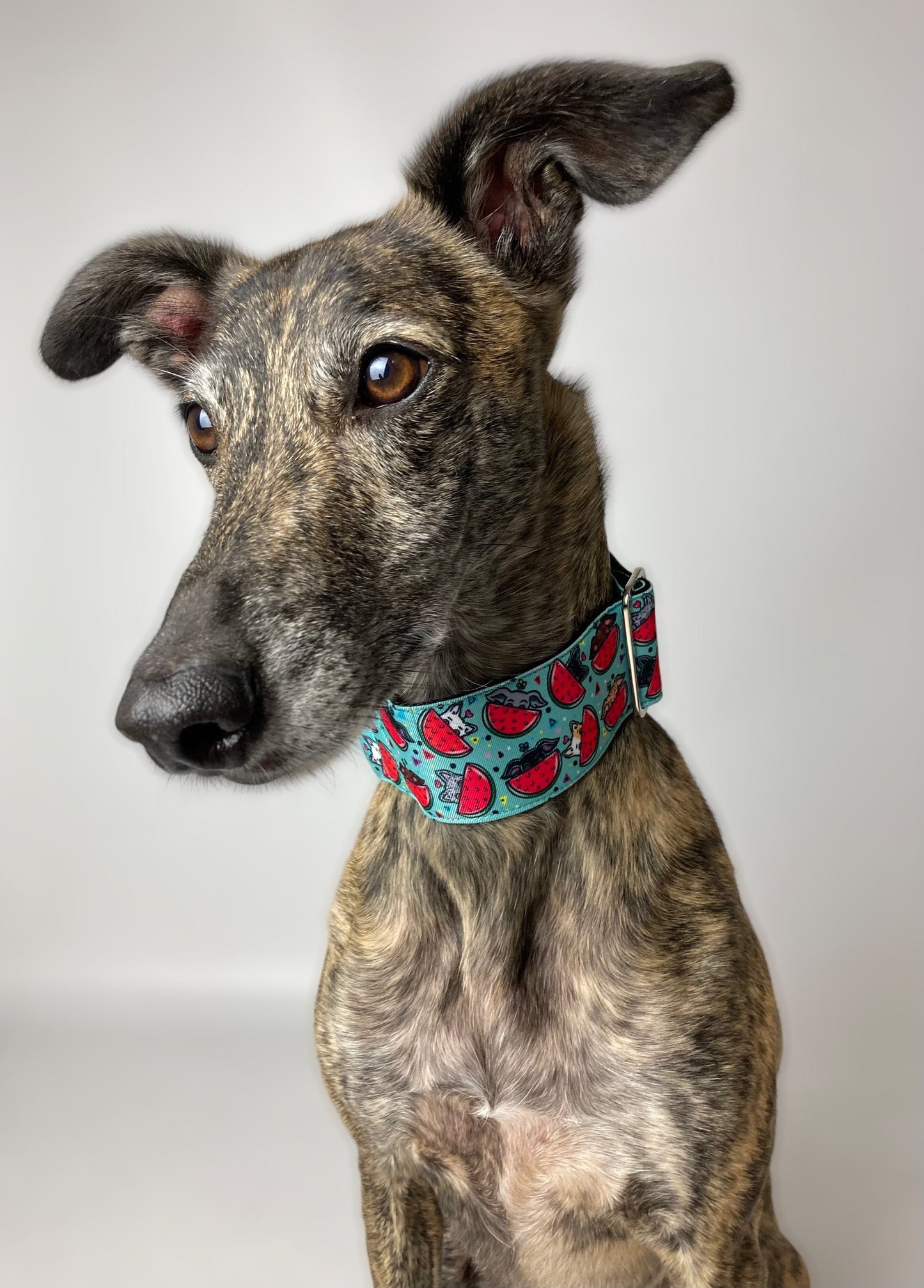 Collar Martingale Watermelon