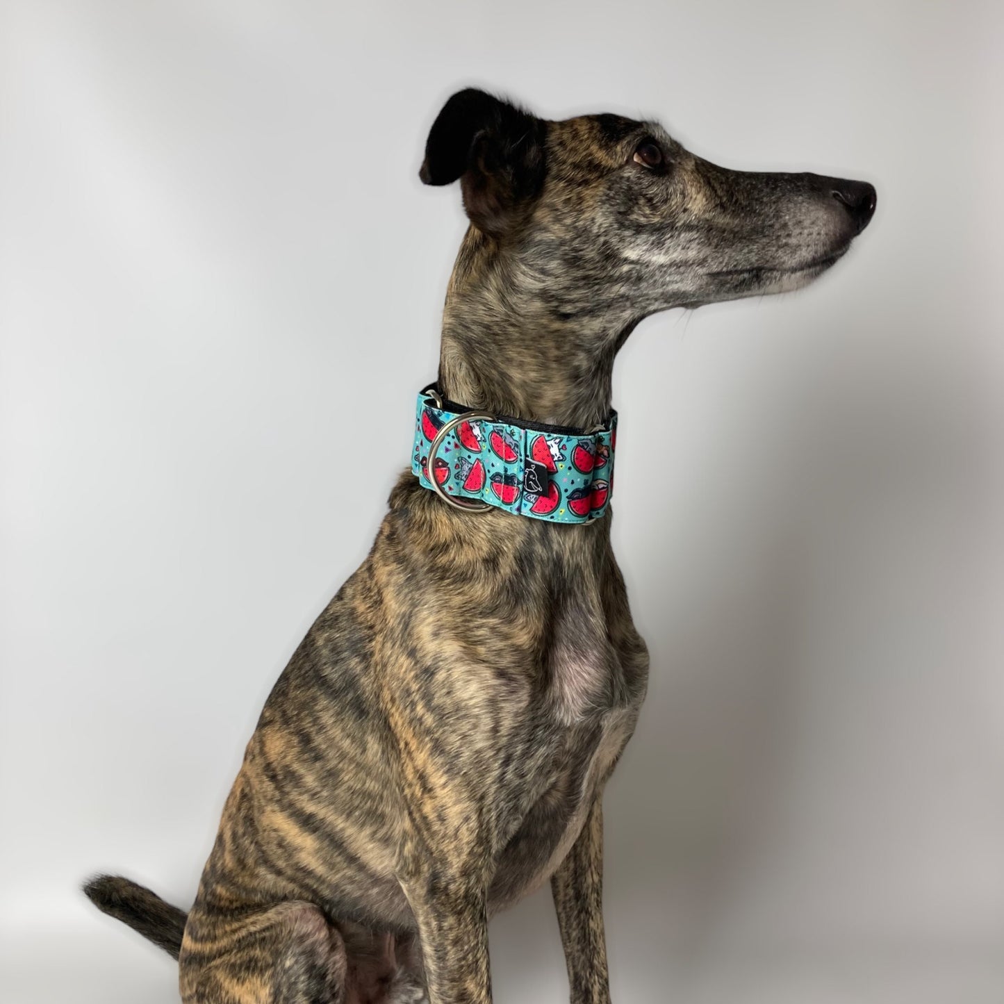 Collar Martingale Watermelon