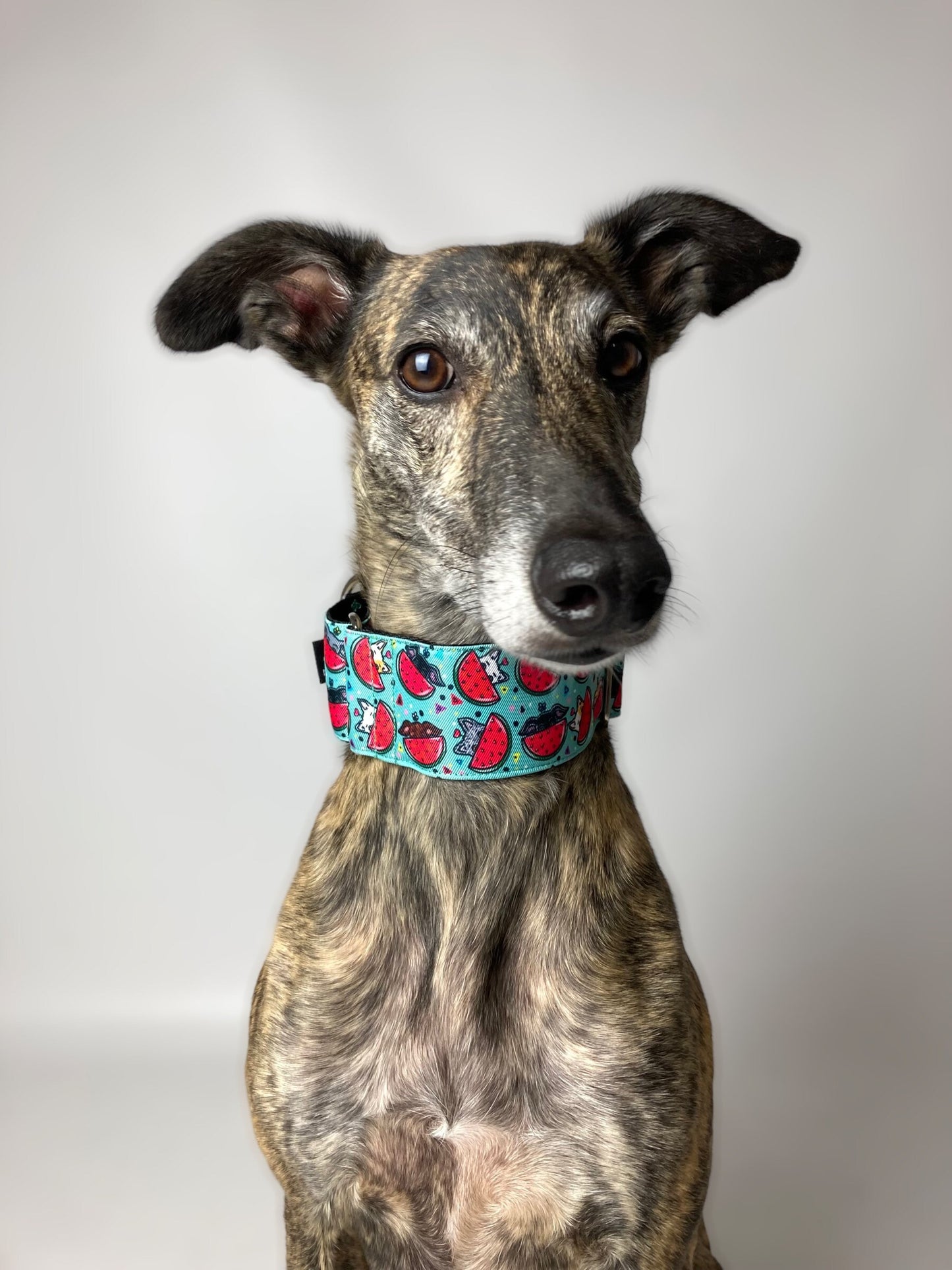 Collar Martingale Watermelon