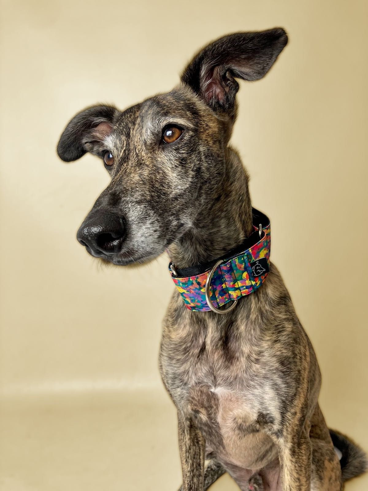 Collar Martingale Limbo