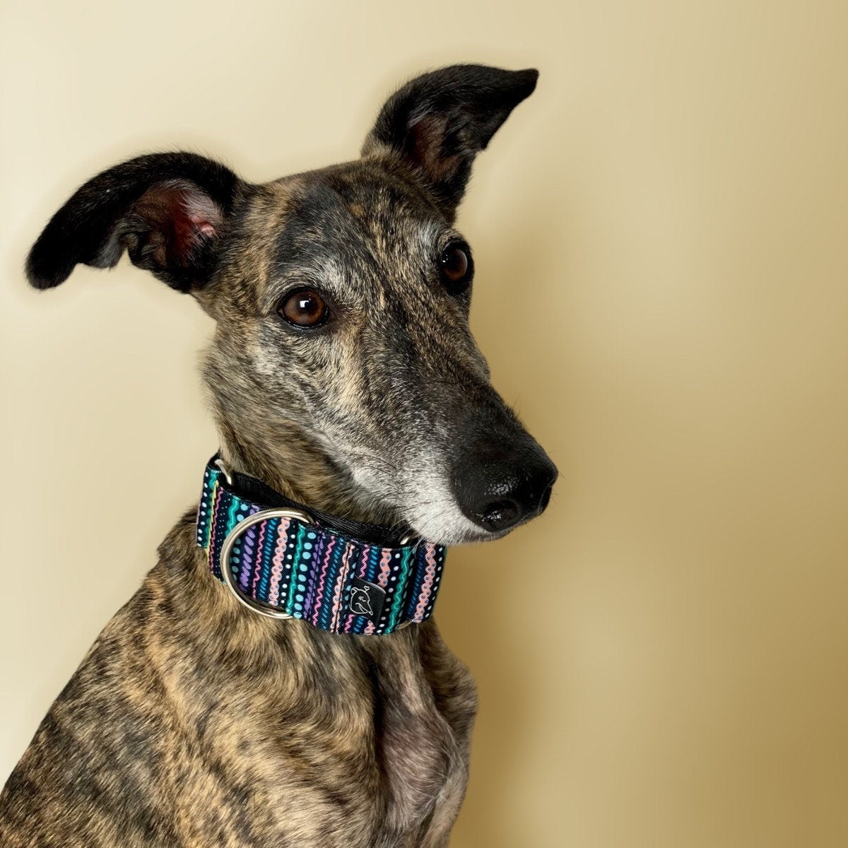 Collar Martingale Arcade