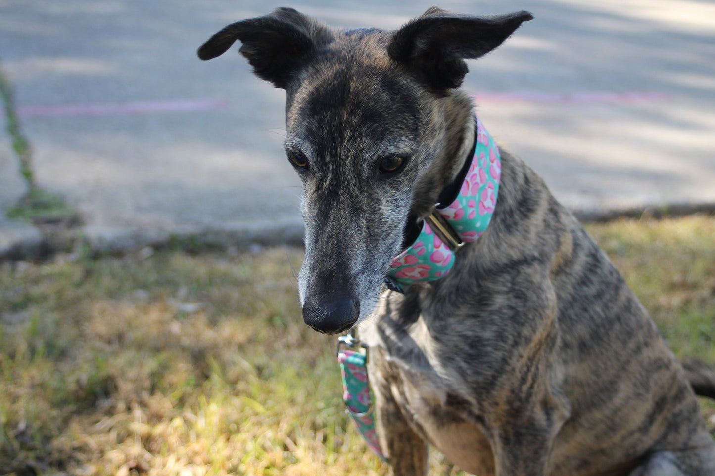 Collar Martingale Animal Pink