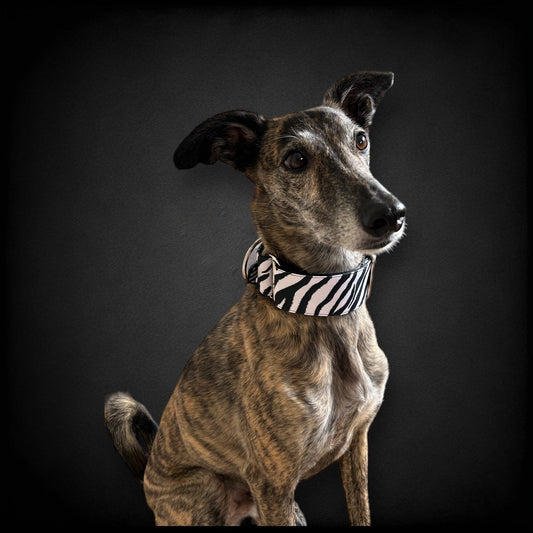 Collar Martingale Cebra