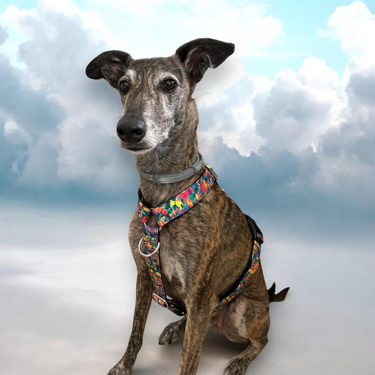 Anilla extra en el pecho para el arnés antiescape o arnés normal.